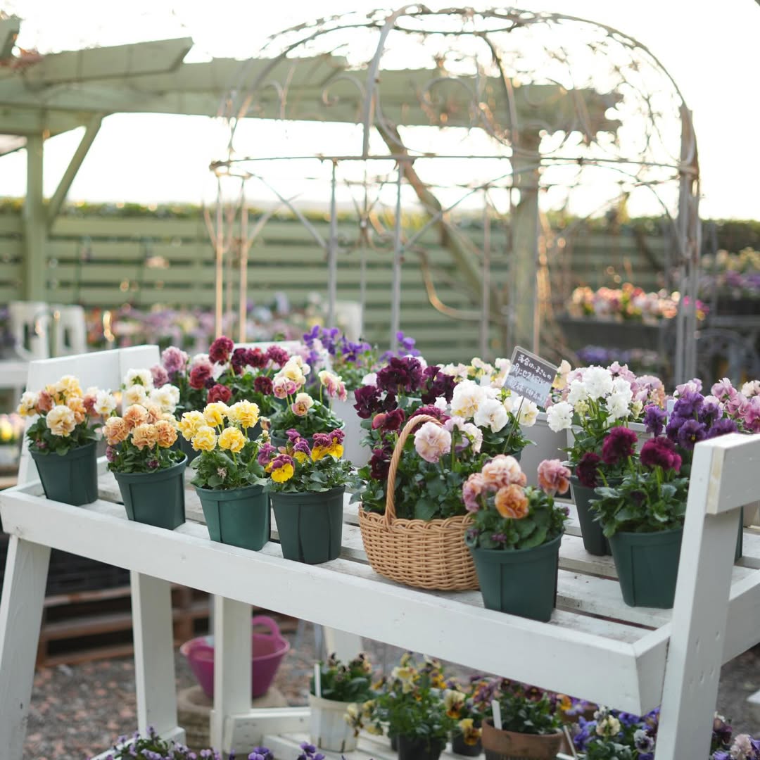 ❤購入時32万円❤作家物パンフラワーモチーフ四季の花束オリジナルデザイン❤超美品 1月31日(土)～2月8日(日) 「第18回 個人育種パンジー・ビオラ作品展